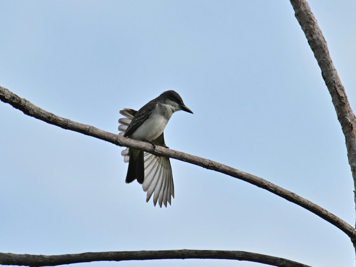Gray Kingbird - ML618021606