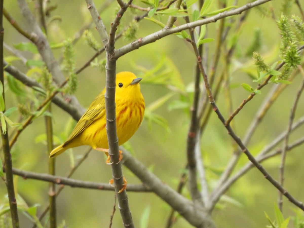 Yellow Warbler - Brady Weston