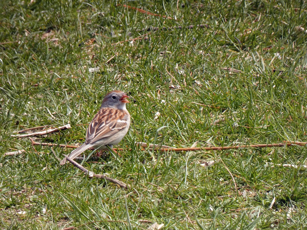 Field Sparrow - Stefan Townsend