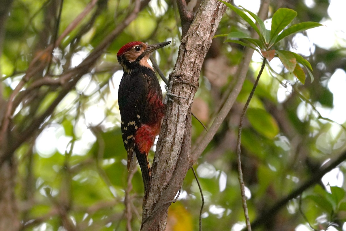 White-backed Woodpecker (Amami) - ML618021664
