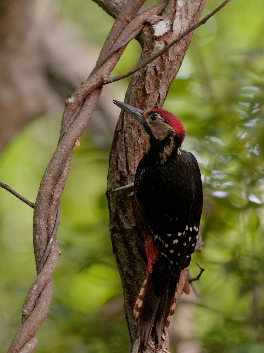 White-backed Woodpecker (Amami) - Roman Lo
