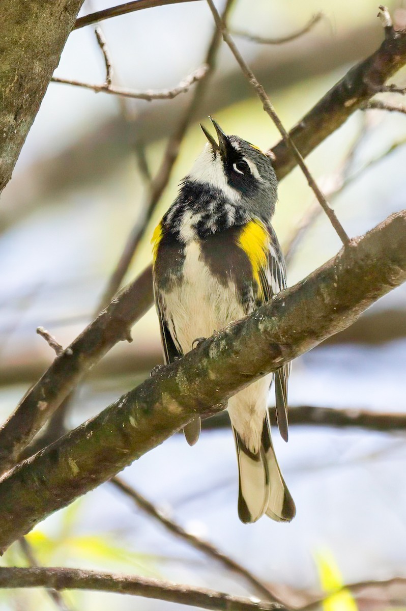 Yellow-rumped Warbler - LAURA FRAZIER