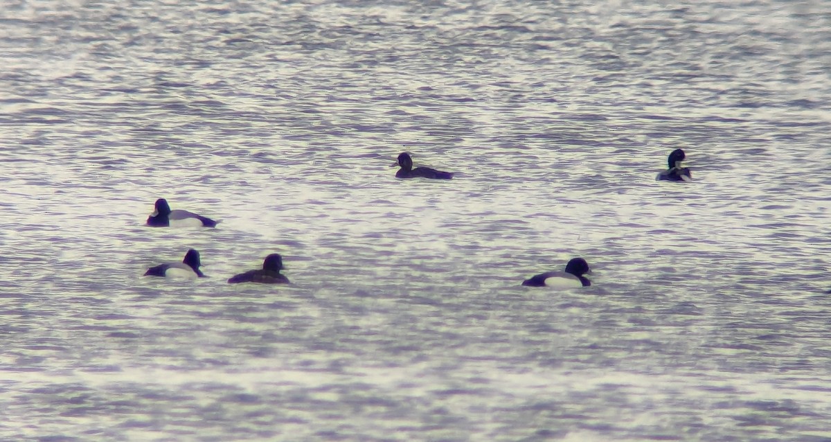Greater Scaup - ML618021701