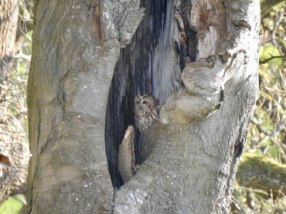Tawny Owl - ML618021704