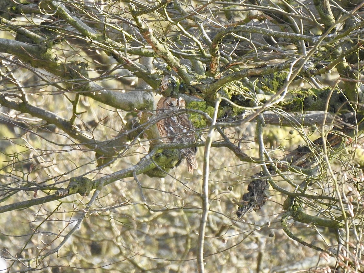 Tawny Owl - ML618021705