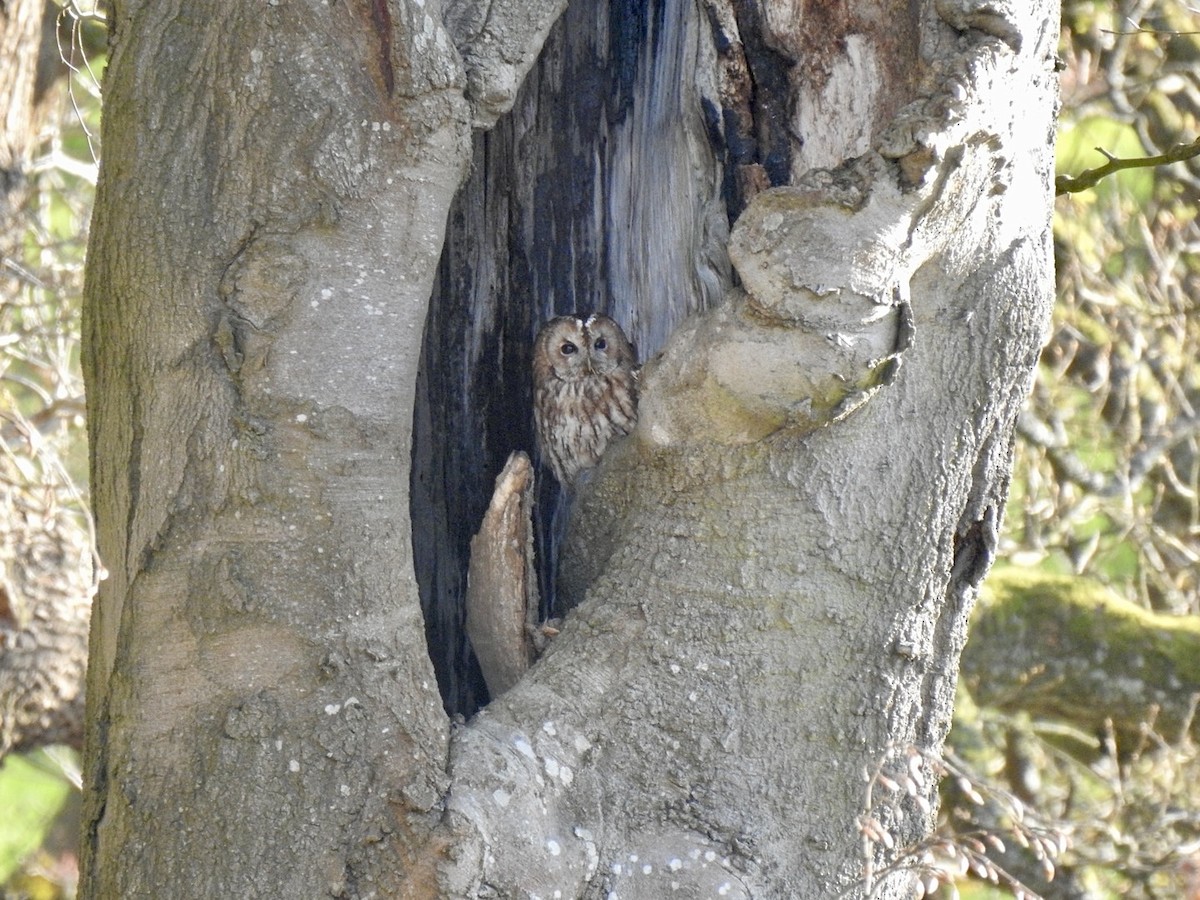 Tawny Owl - ML618021706