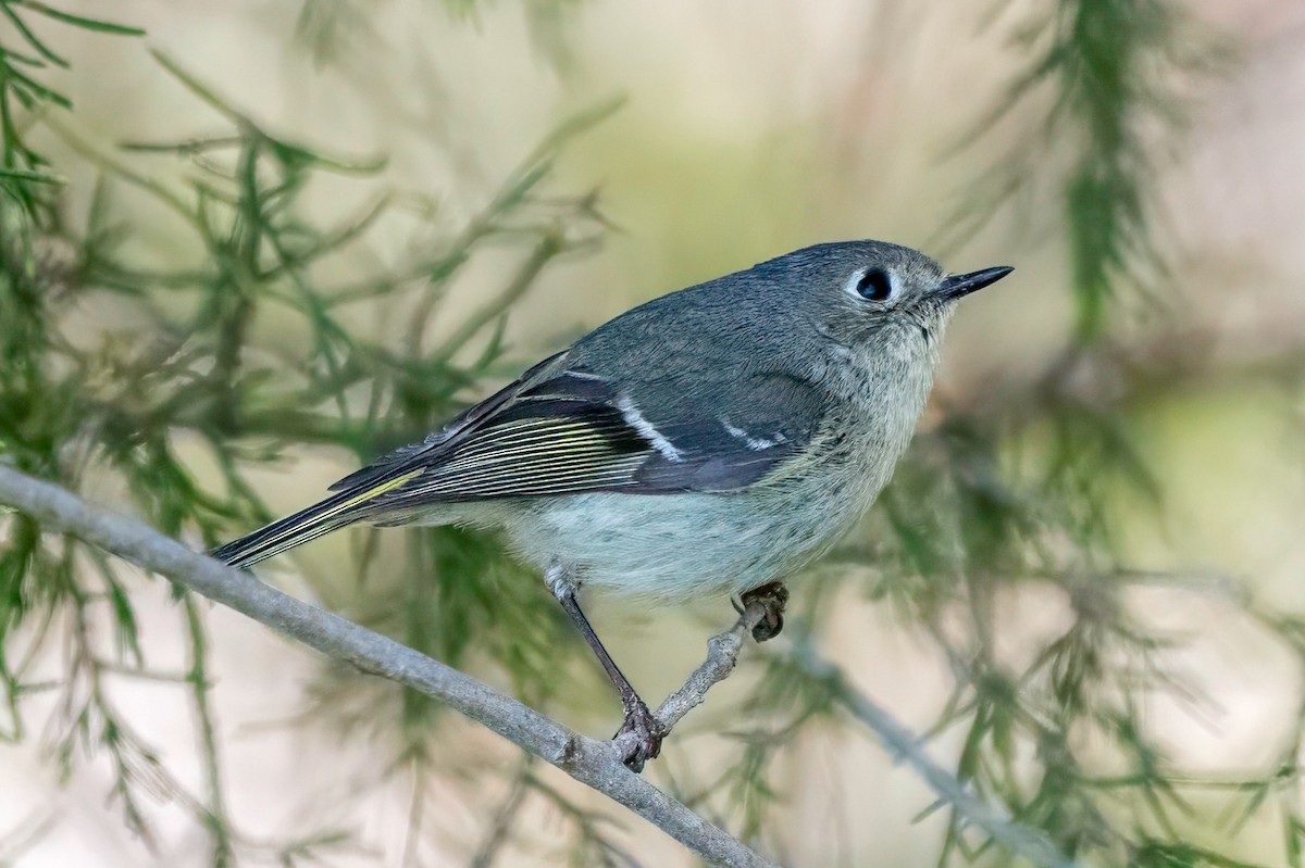 Ruby-crowned Kinglet - LAURA FRAZIER