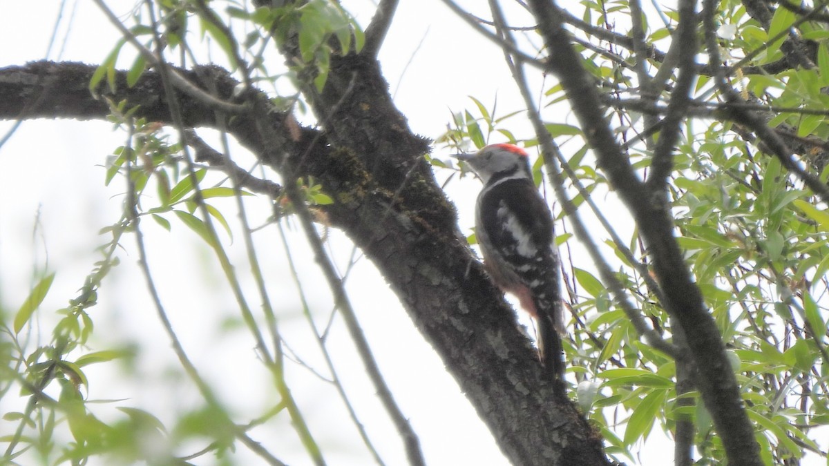 Middle Spotted Woodpecker - ML618021722