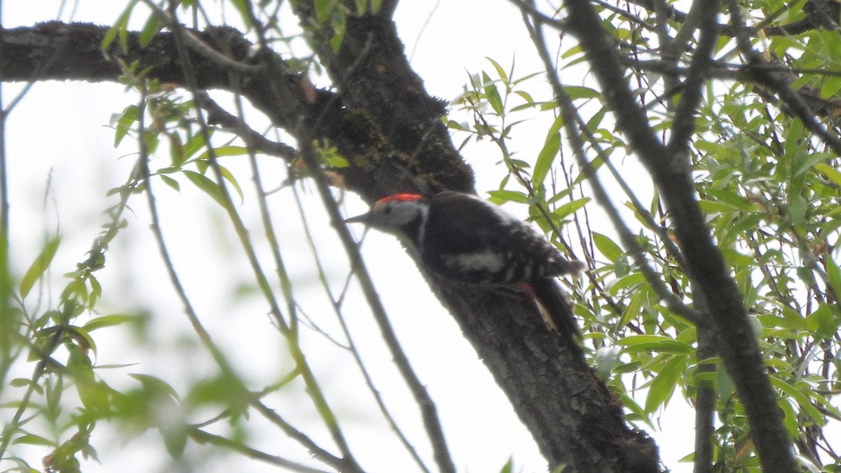 Middle Spotted Woodpecker - ML618021723