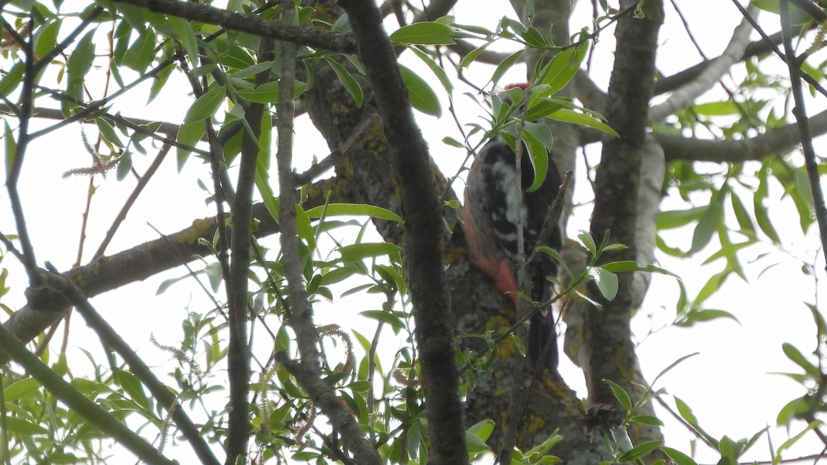 Middle Spotted Woodpecker - ML618021725