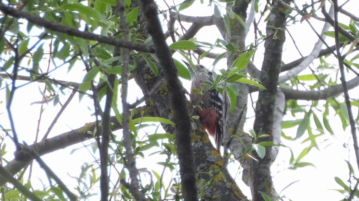 Middle Spotted Woodpecker - ML618021726