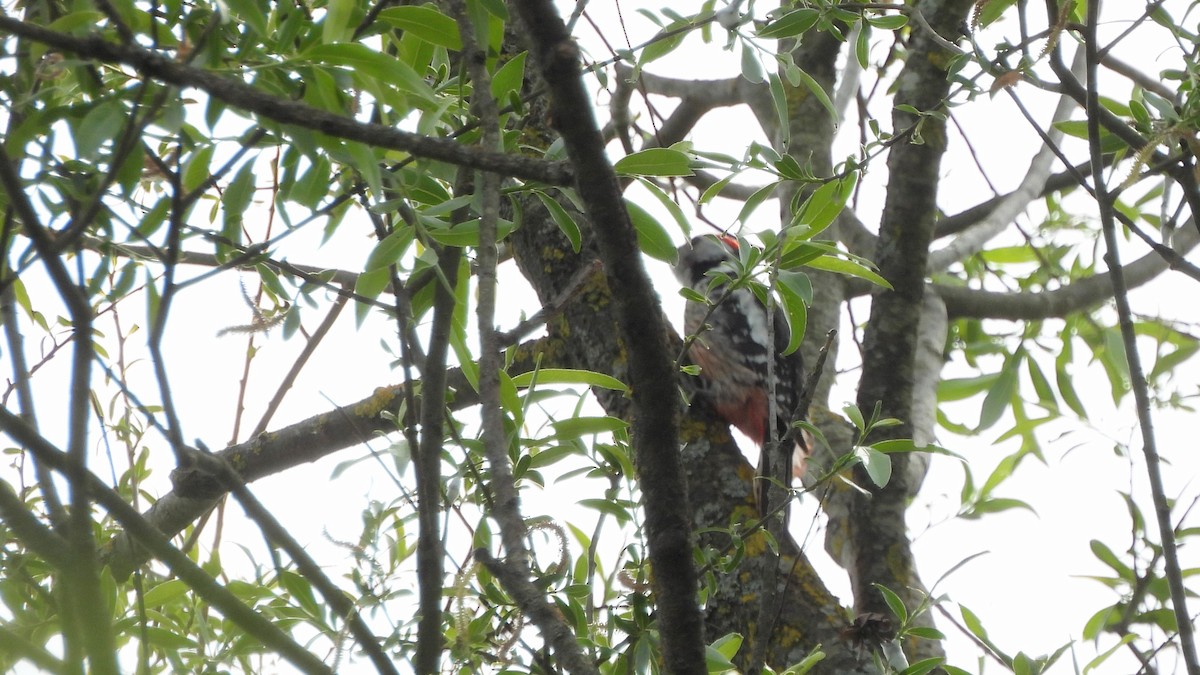 Middle Spotted Woodpecker - ML618021727