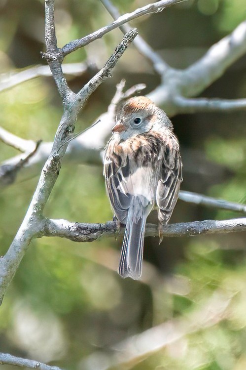 Field Sparrow - ML618021728