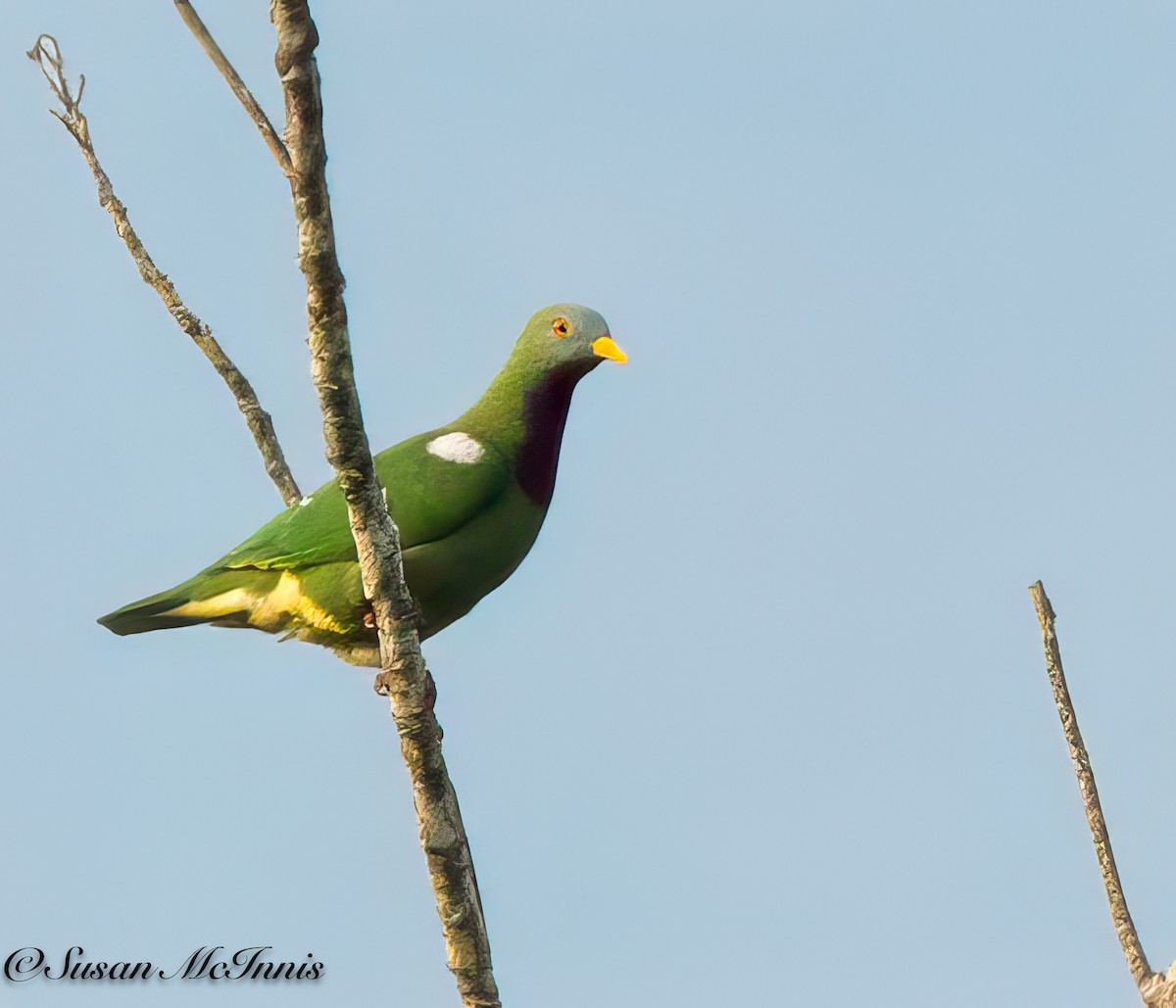 Claret-breasted Fruit-Dove - ML618021739