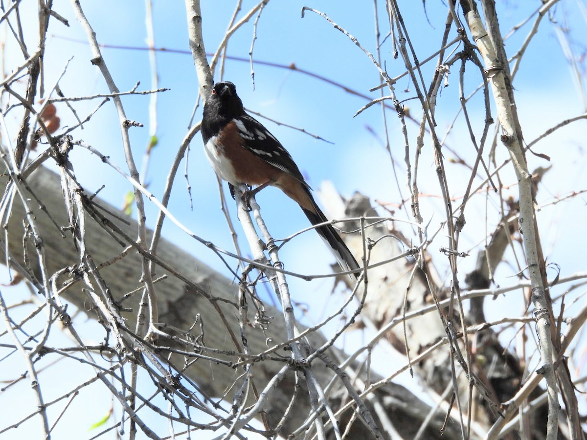 Spotted Towhee - ML618021758