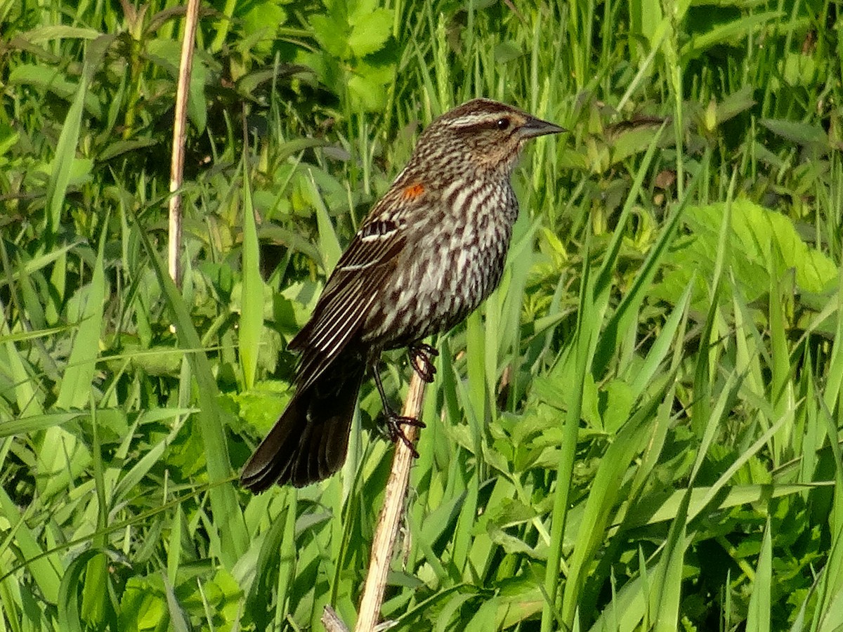 Red-winged Blackbird (Red-winged) - ML618021767