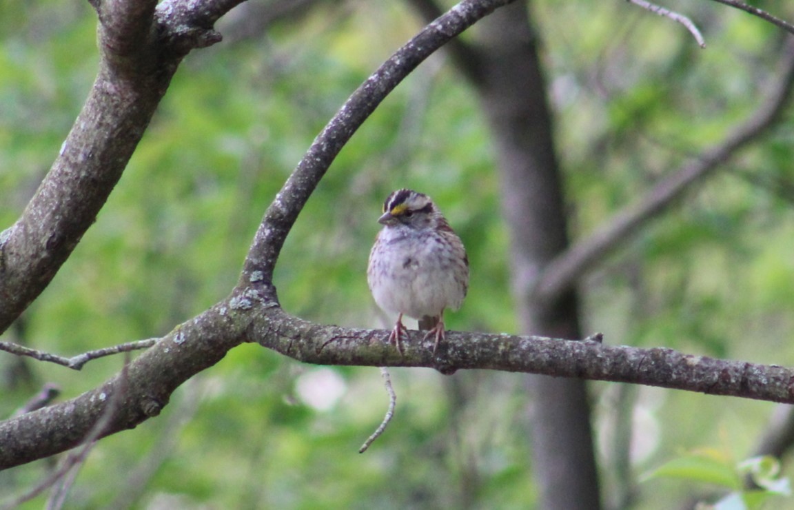 White-throated Sparrow - Deborah  Hansen