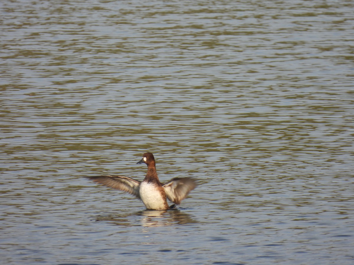 Greater/Lesser Scaup - Chloe Hill
