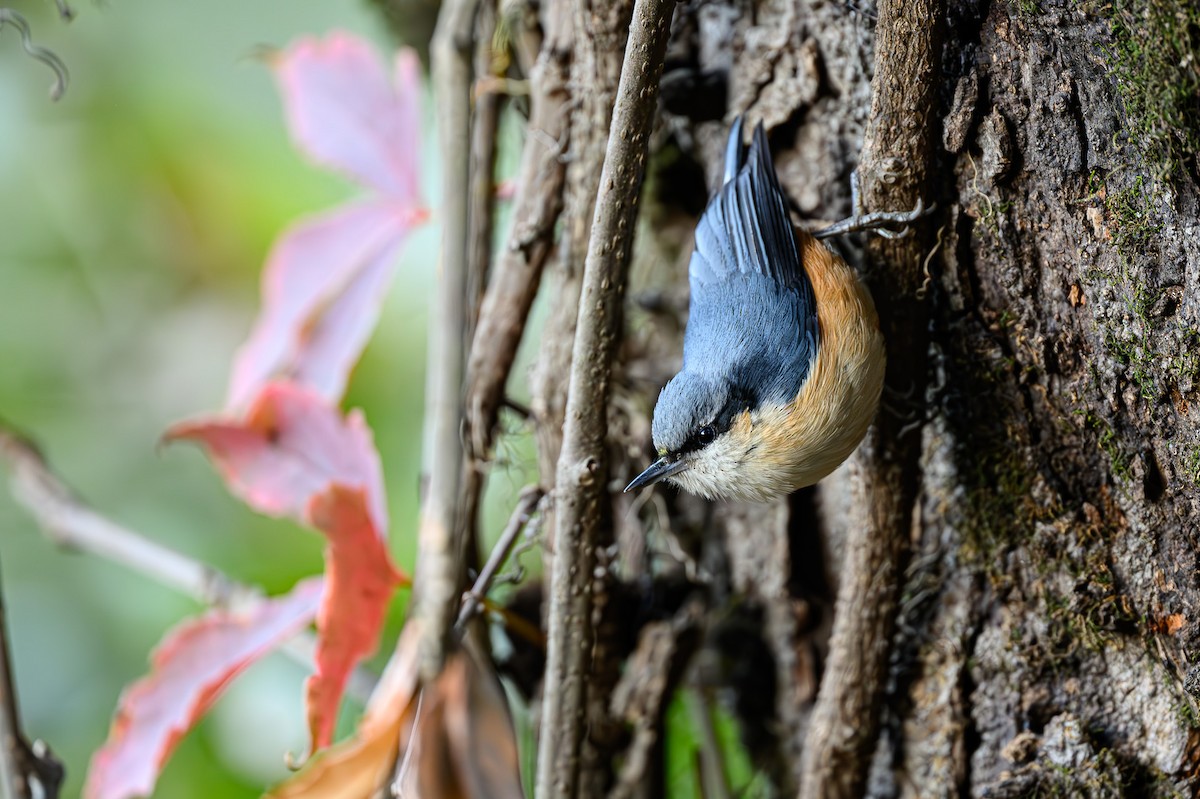 White-tailed Nuthatch - ML618021777
