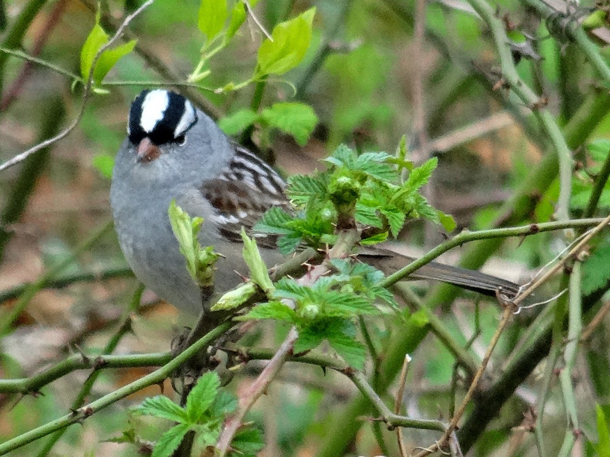 White-crowned Sparrow (leucophrys) - ML618021782