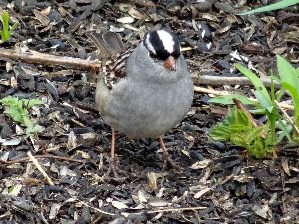 White-crowned Sparrow (leucophrys) - John Tollefson