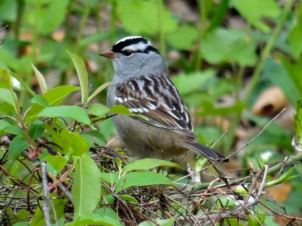 White-crowned Sparrow (leucophrys) - John Tollefson