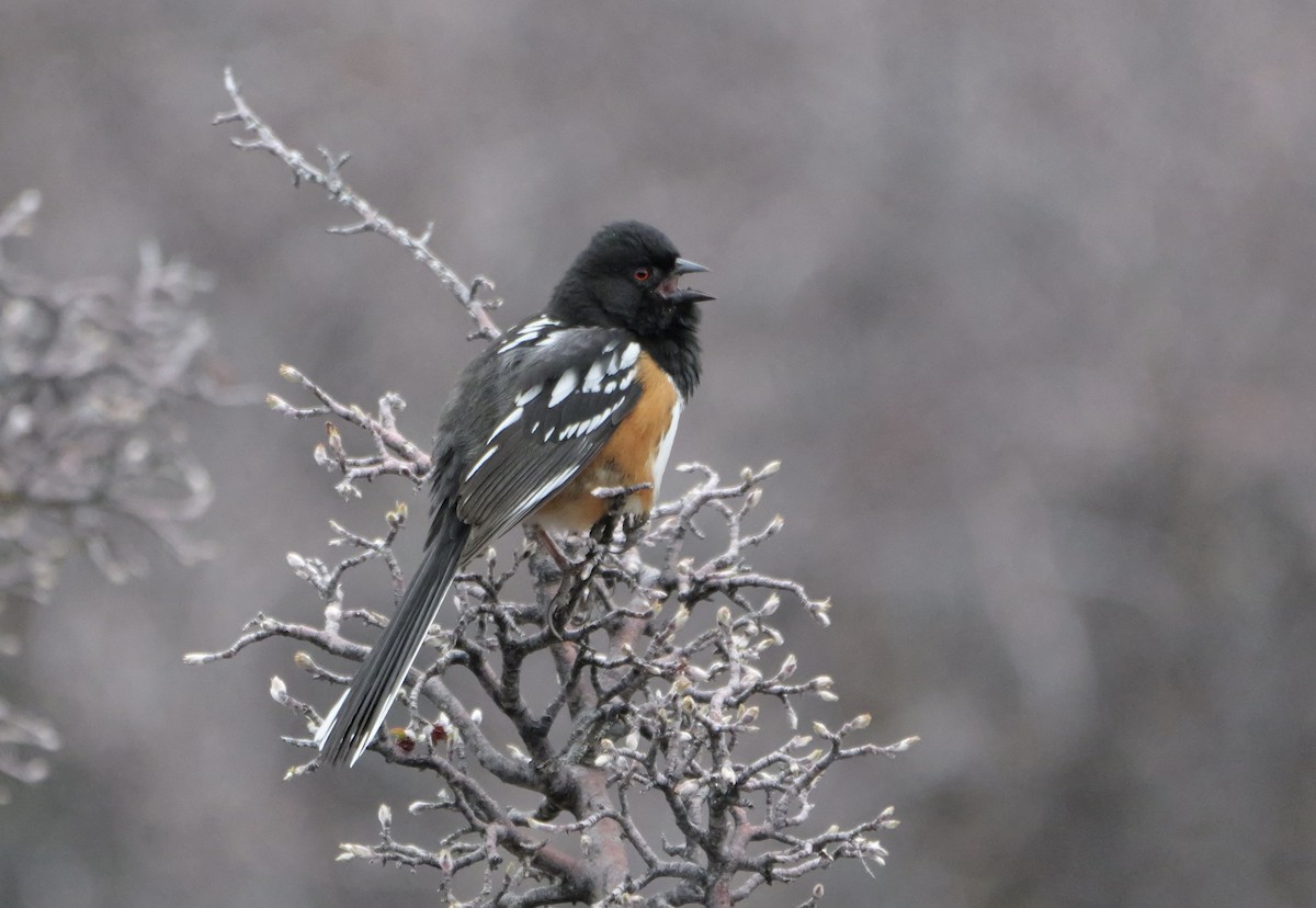 Spotted Towhee - Micah Riegner