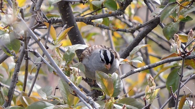 White-crowned Sparrow (Gambel's) - ML618021799