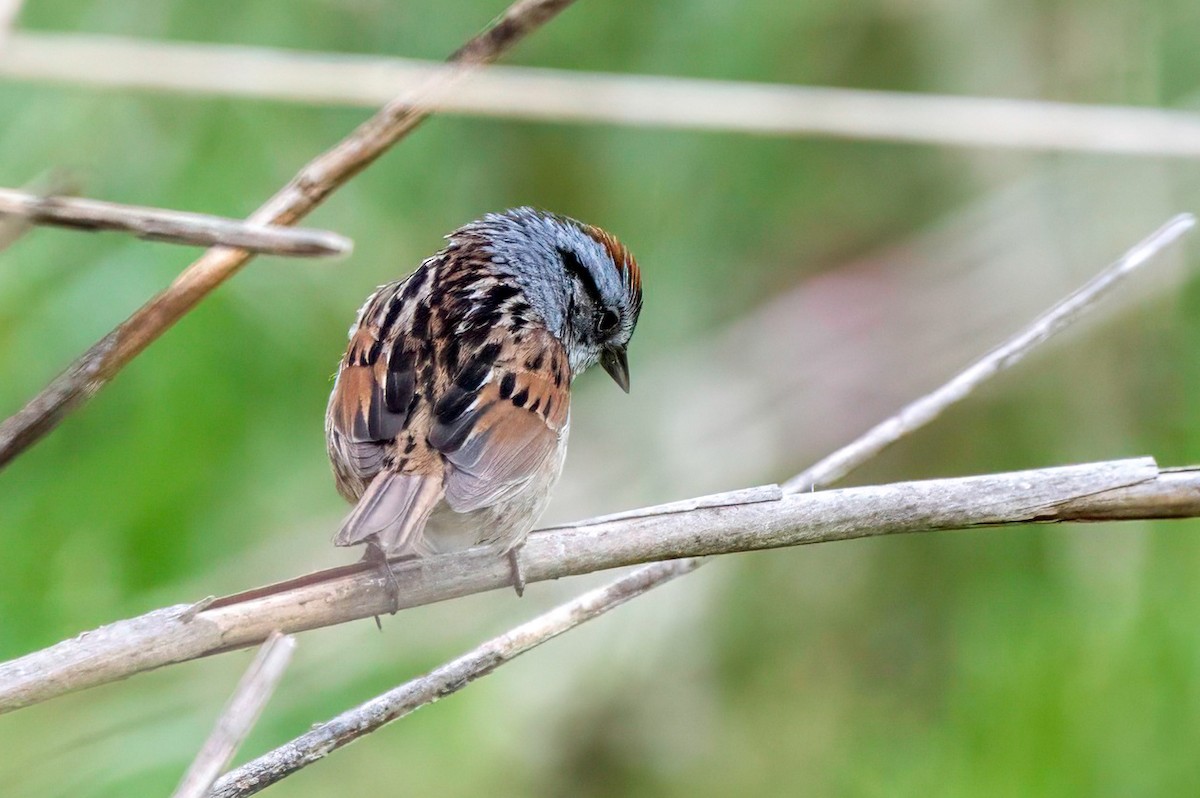 Swamp Sparrow - LAURA FRAZIER