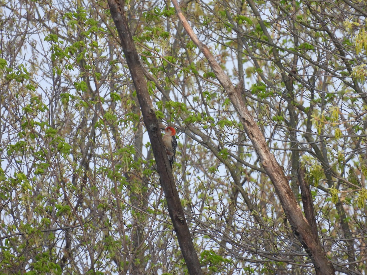 Red-bellied Woodpecker - Chloe Hill