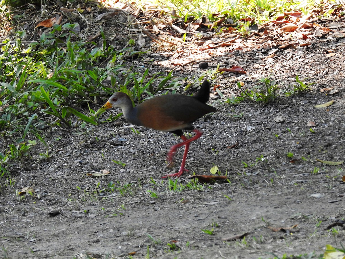 Russet-naped Wood-Rail - Marco Costa