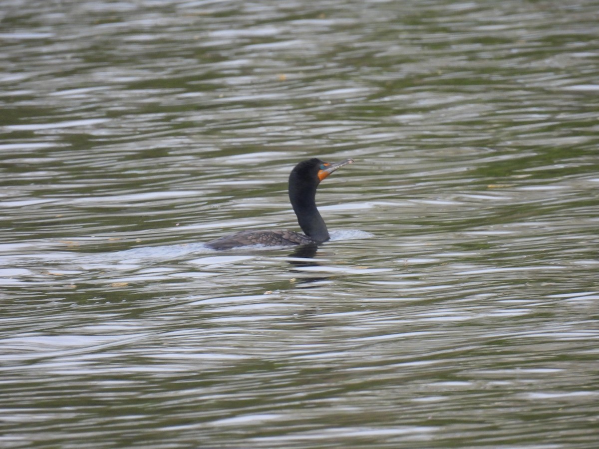 Double-crested Cormorant - Chloe Hill