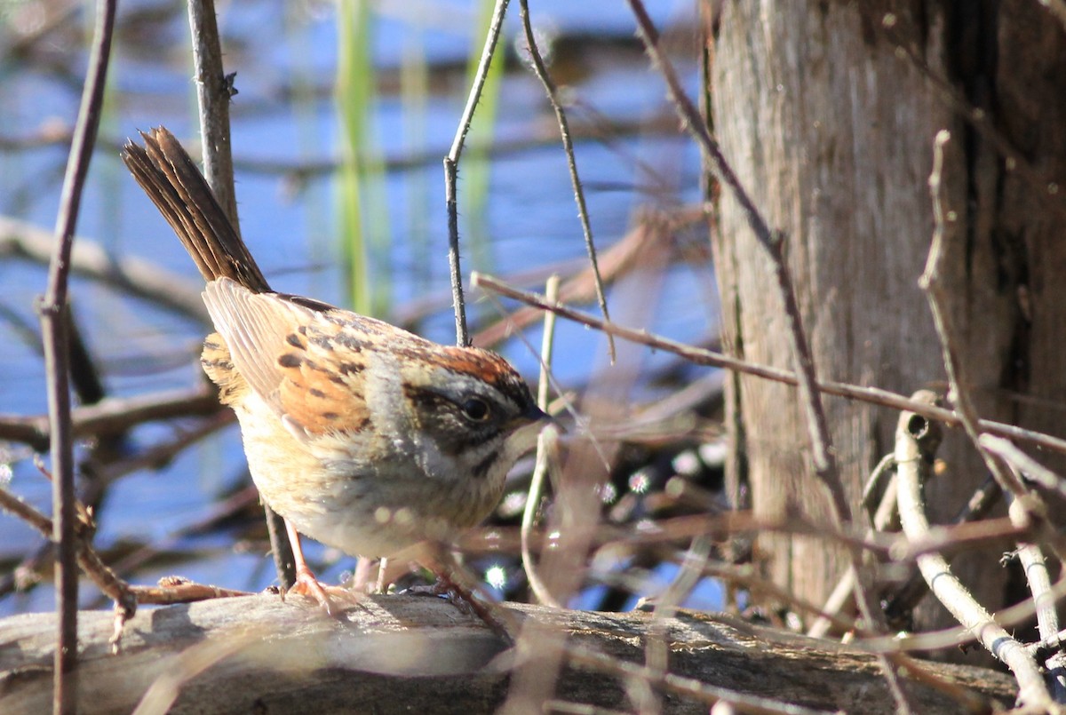 Swamp Sparrow - ML618021866