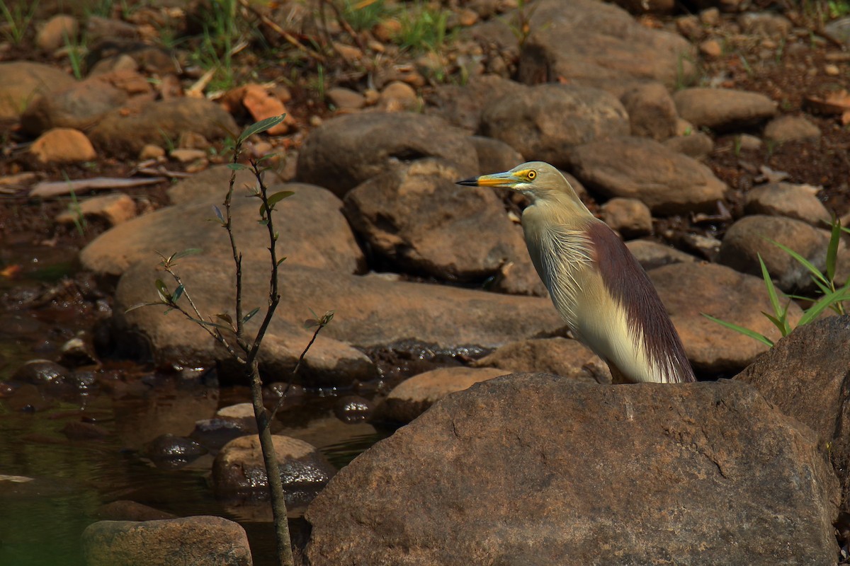 Indian Pond-Heron - Anshuman Sarkar