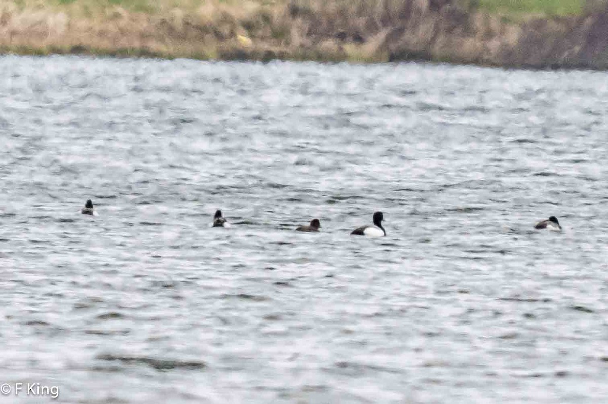Greater Scaup - ML618021898