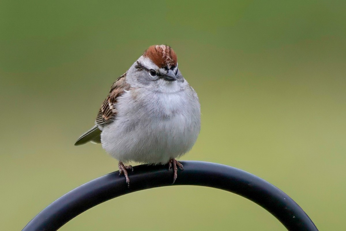 Chipping Sparrow - ML618021902