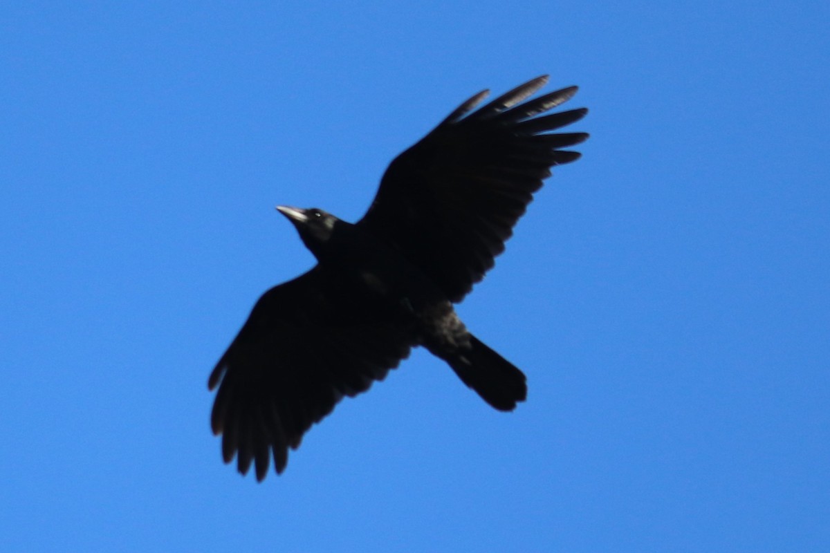 American Crow - ML618021914