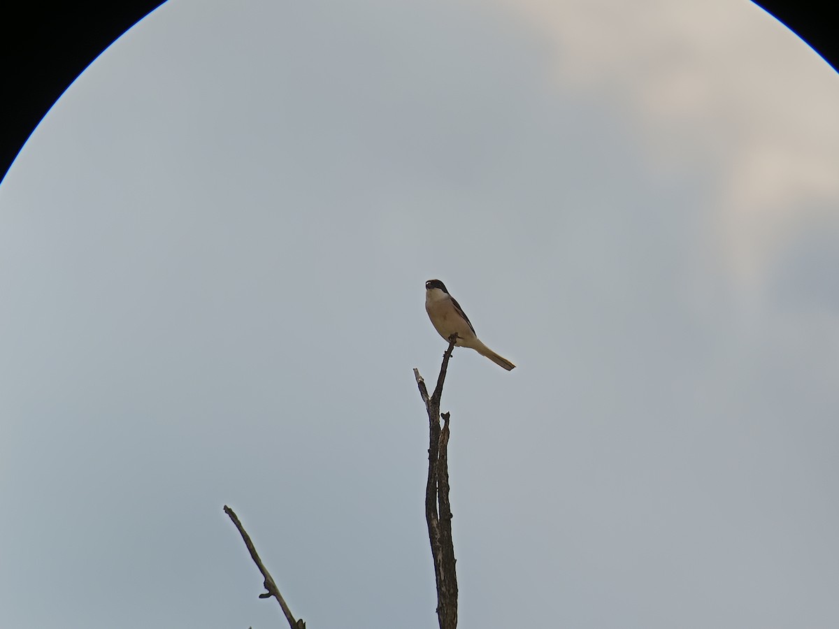 Lesser Gray Shrike - Andras Fodor