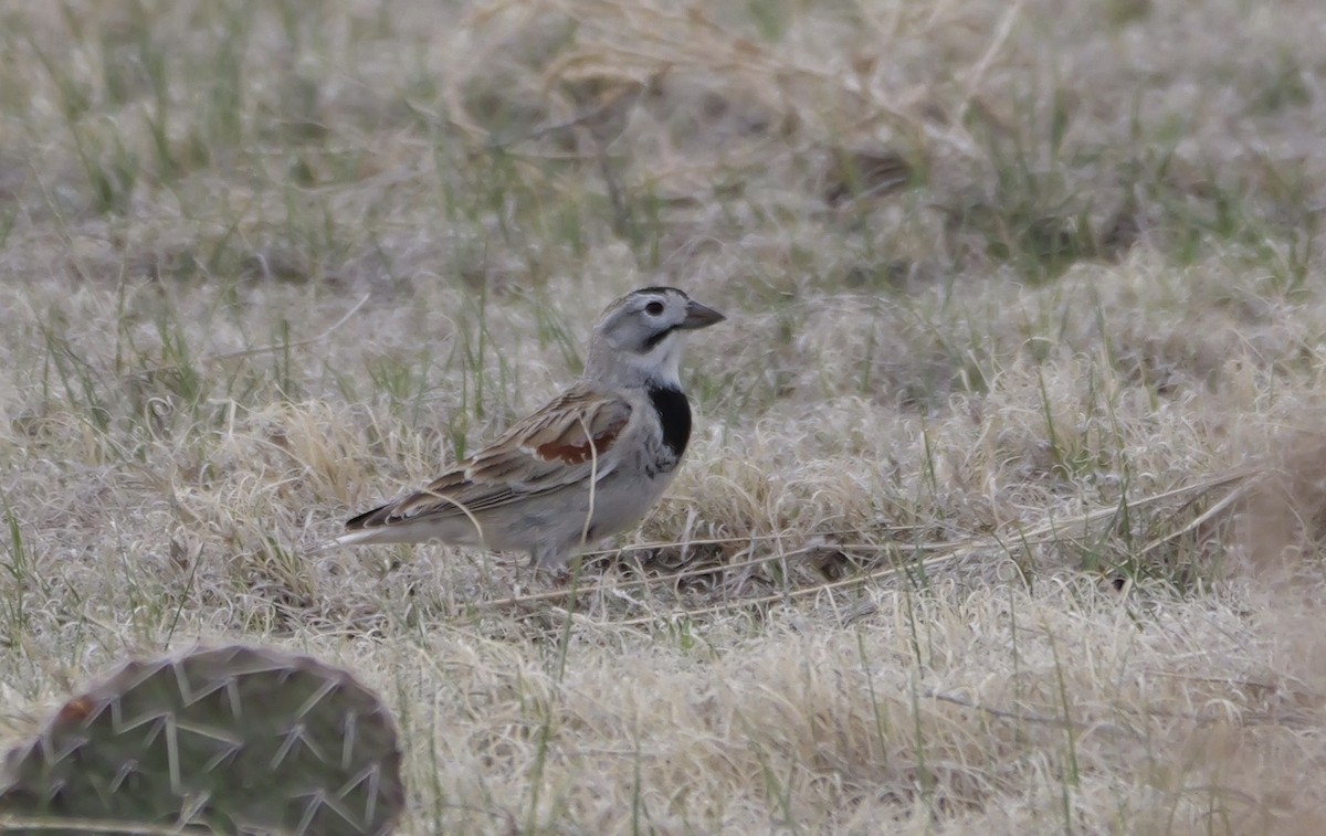 Thick-billed Longspur - ML618021934