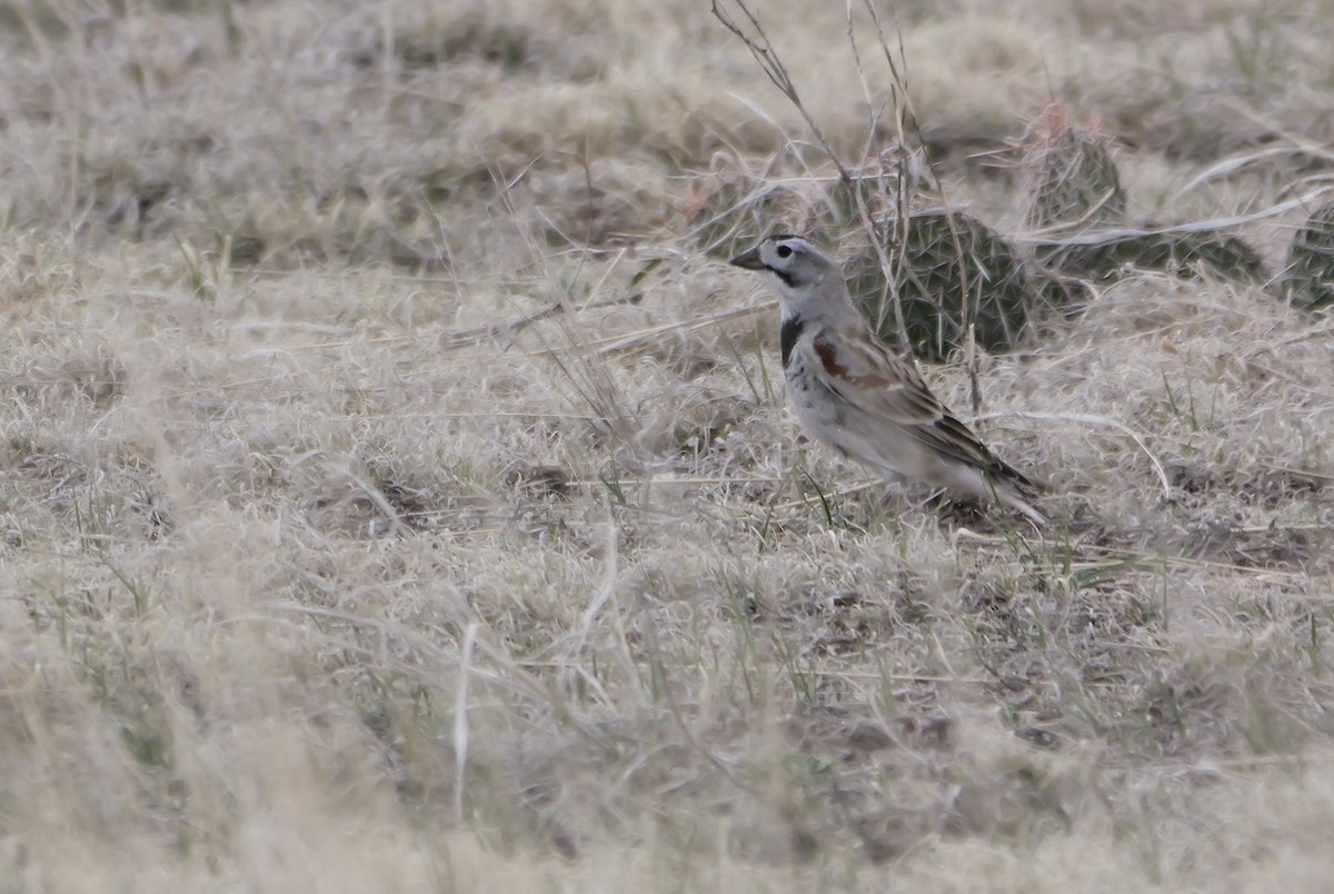 Thick-billed Longspur - Micah Riegner