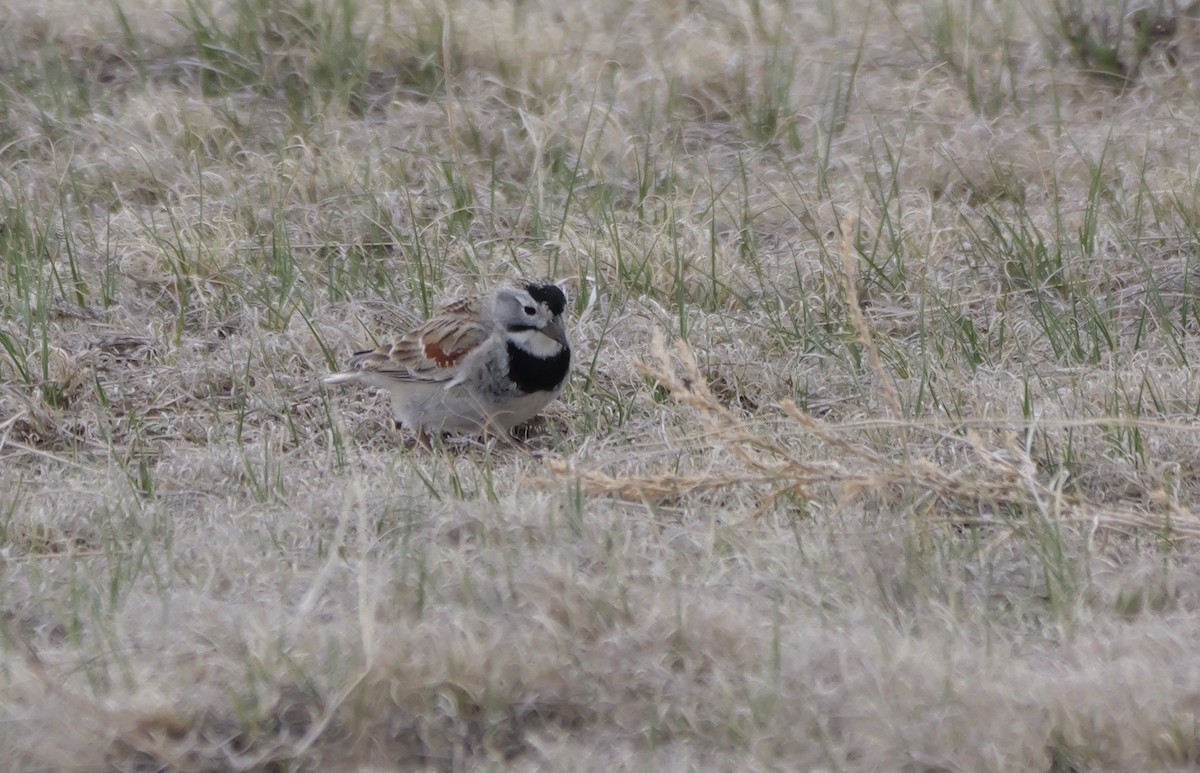 Thick-billed Longspur - ML618021936