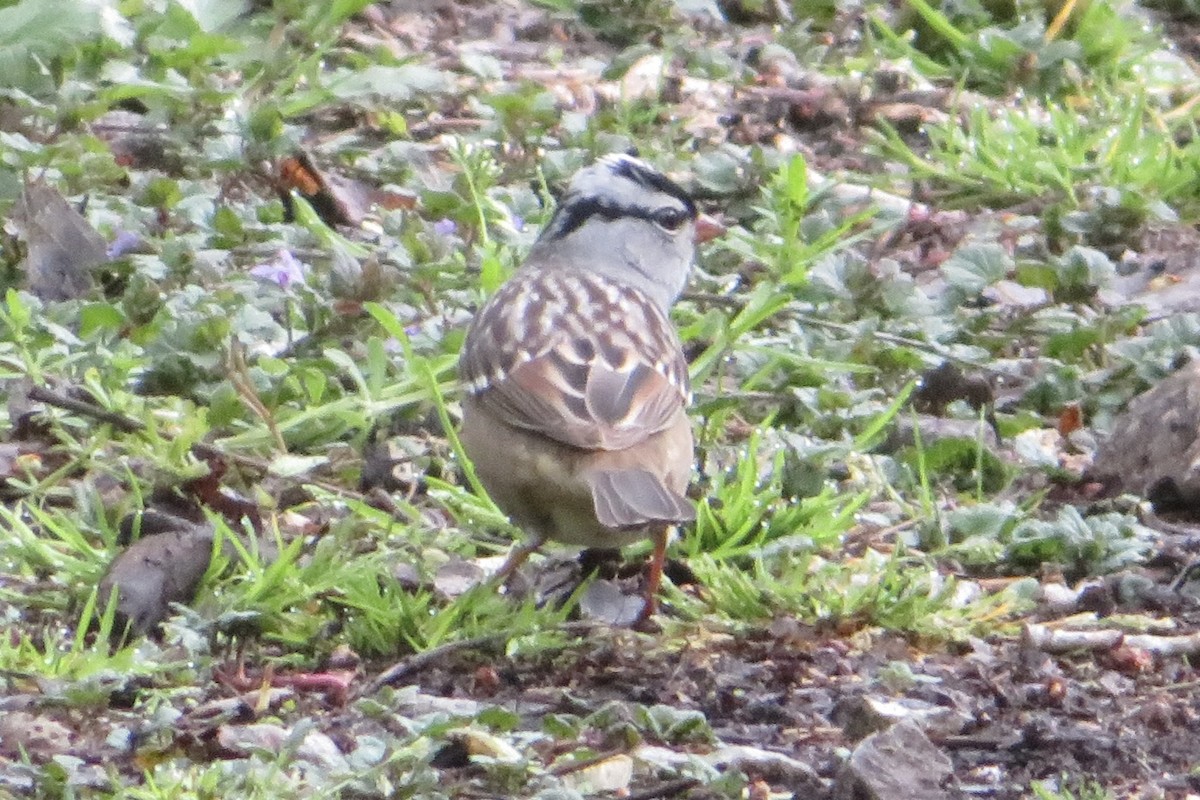 White-crowned Sparrow (Dark-lored) - ML618021941