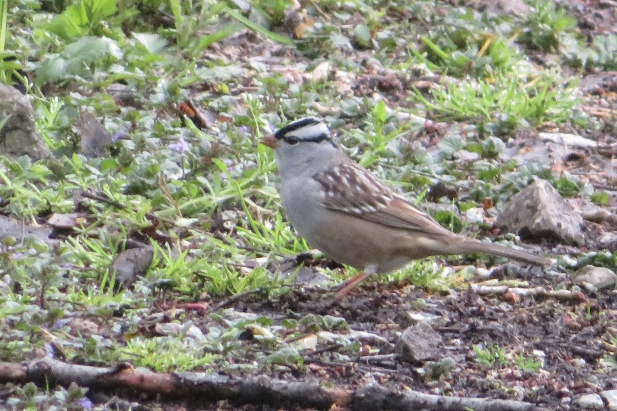White-crowned Sparrow (Dark-lored) - ML618021942