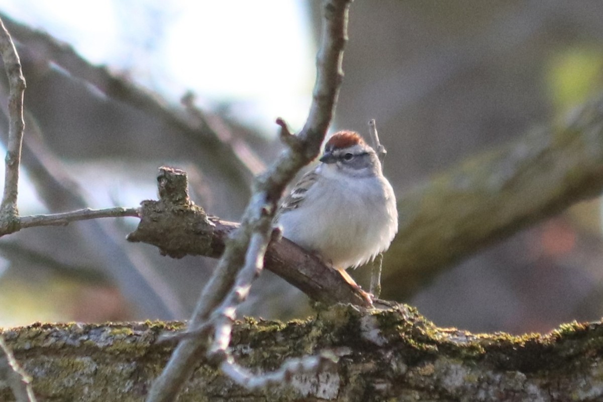 Chipping Sparrow - ML618021946