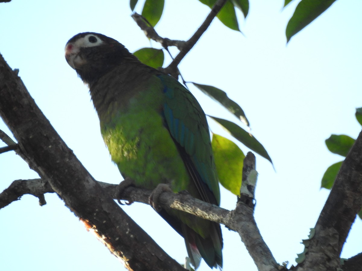 Brown-hooded Parrot - Marco Costa
