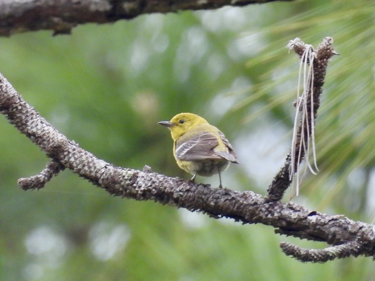 Pine Warbler - Mary Russ