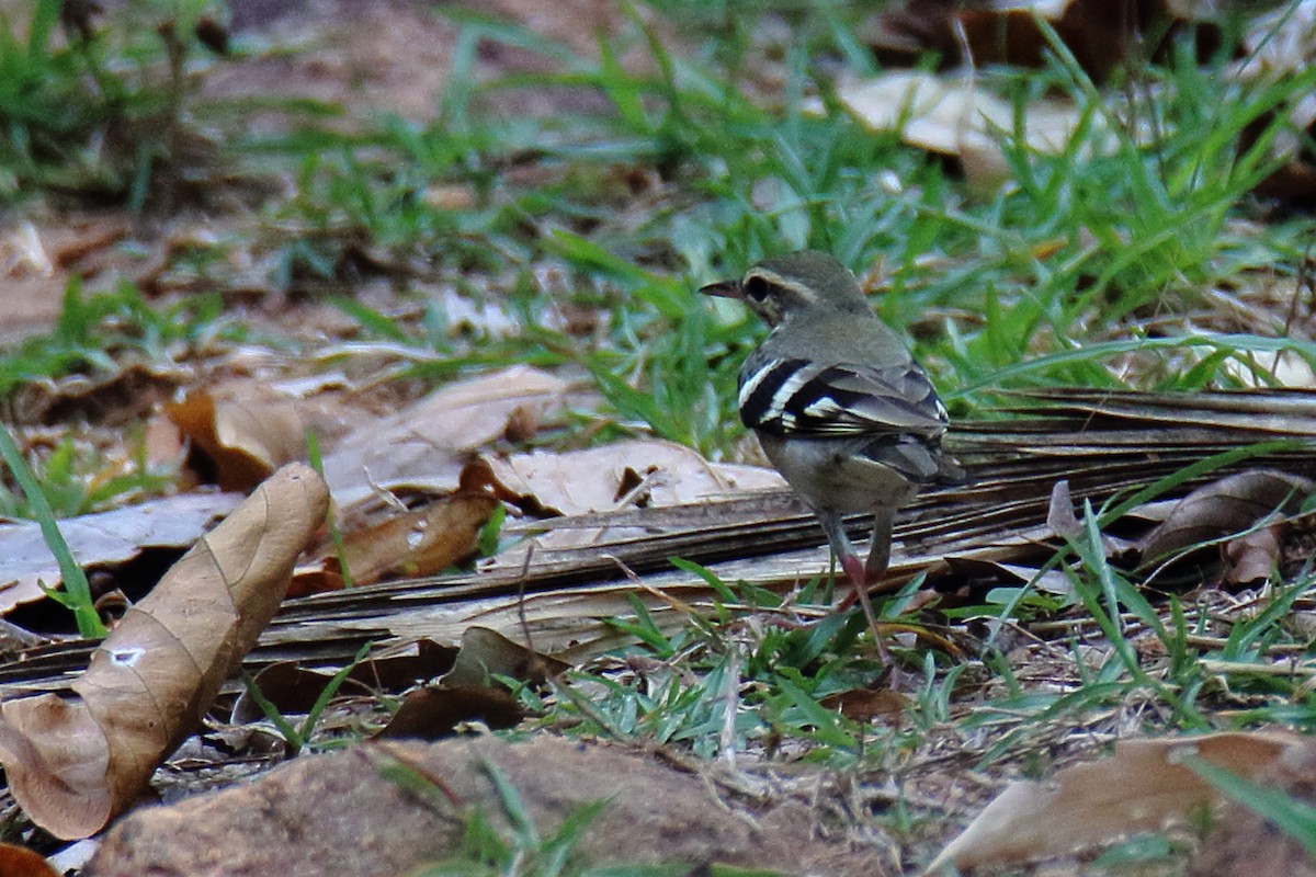 Forest Wagtail - ML618022031