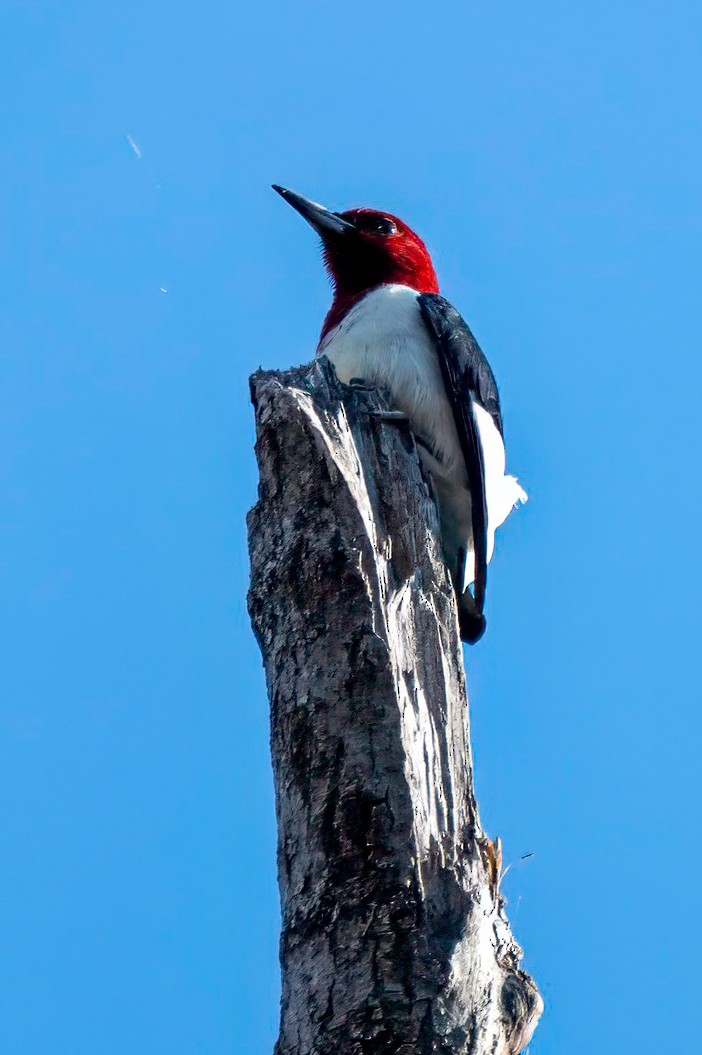 Red-headed Woodpecker - LAURA FRAZIER