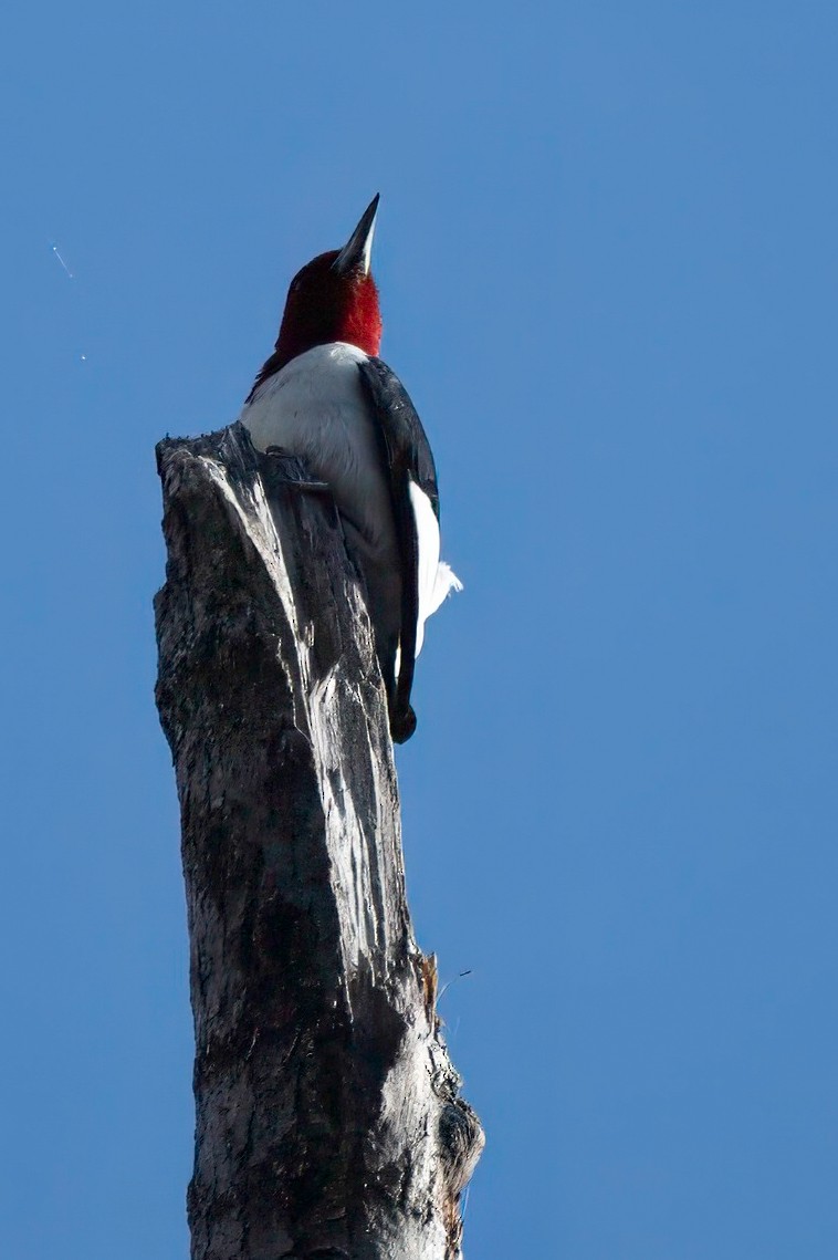 Red-headed Woodpecker - LAURA FRAZIER