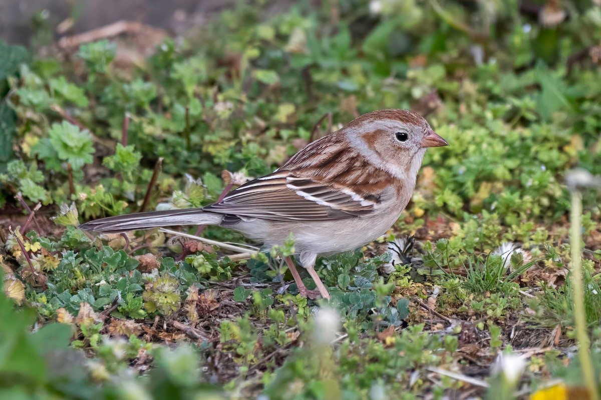 Field Sparrow - LAURA FRAZIER